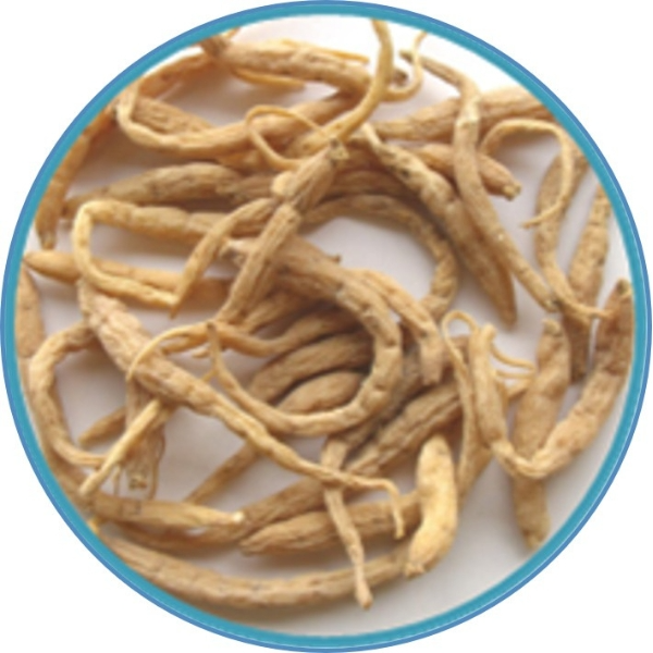 Fructus scahisanorae chinensis