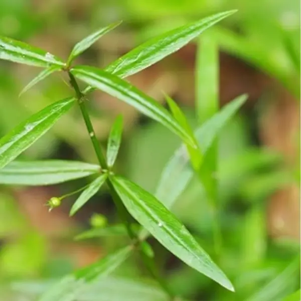 Herba hedyotis diffusa