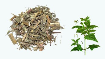 Herba siegesbeckiae pubescens