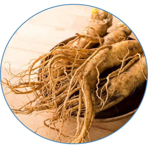 Radix panax ginseng