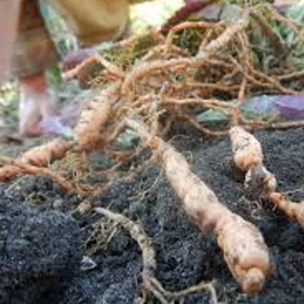 Detonorm 9 Radix rehmannia glutinosa