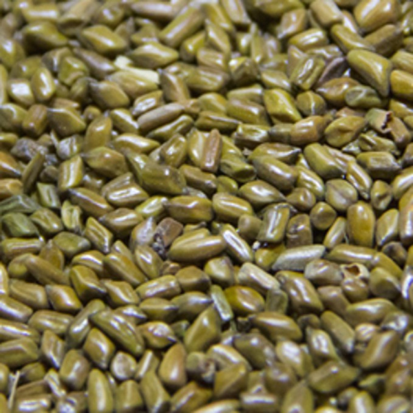 Detonorm 11 Semen cassia obtusifolia