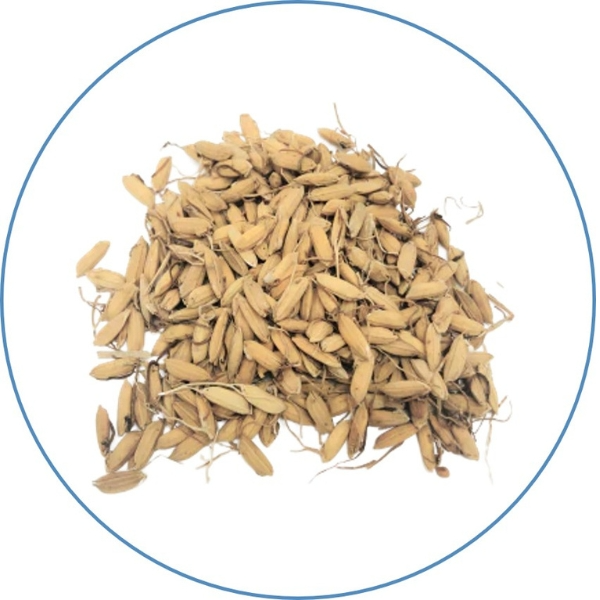 Semen hordei gewwrminatus