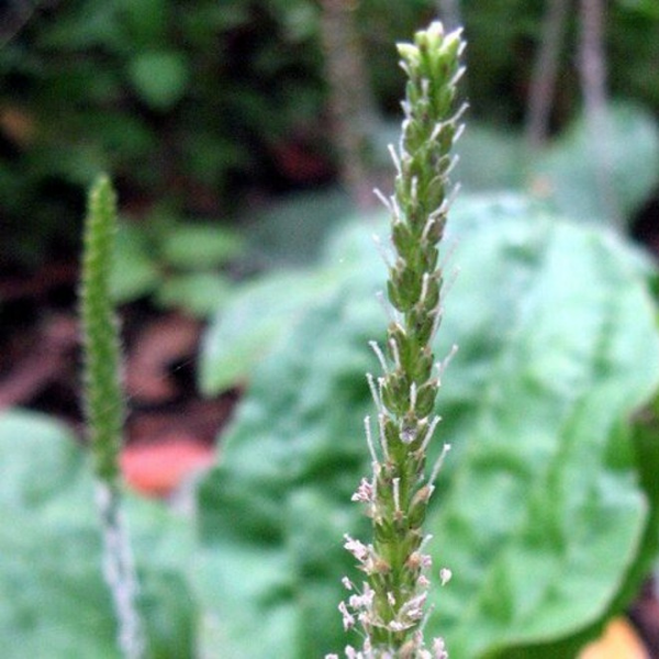 Detonorm 12 Semen pslantago asiatica