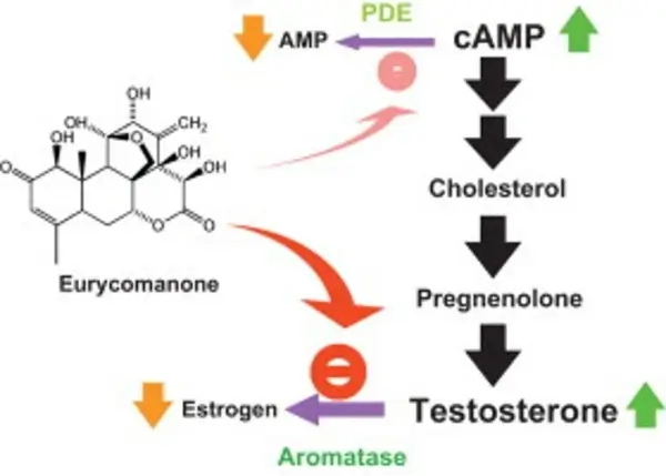 chemical compound and mechanism of action