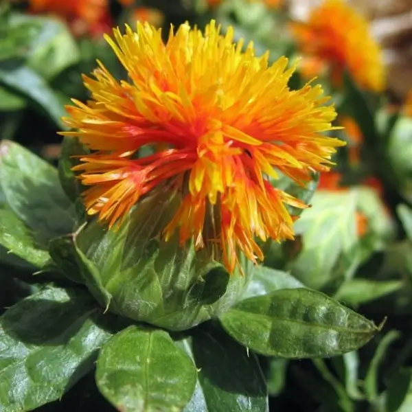 flos carthamus tinctorius