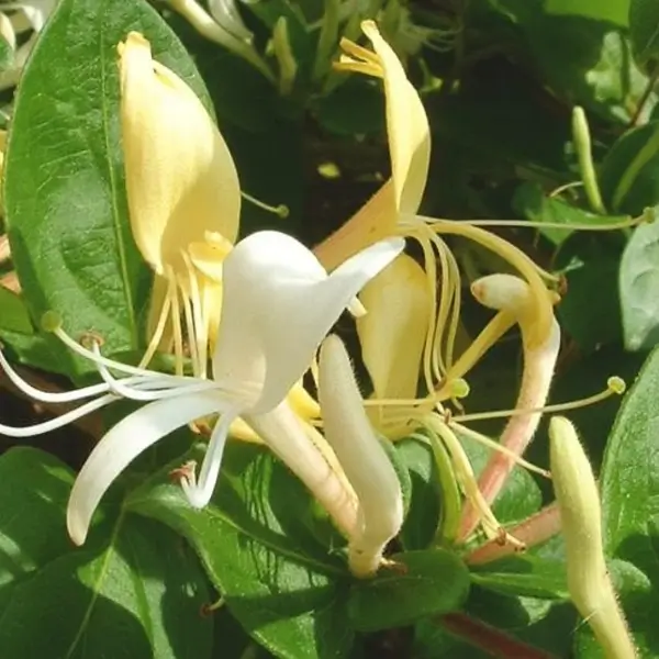 flos lonicera japonica thunb