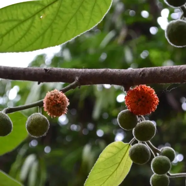 fructus broussonetia papyrifera