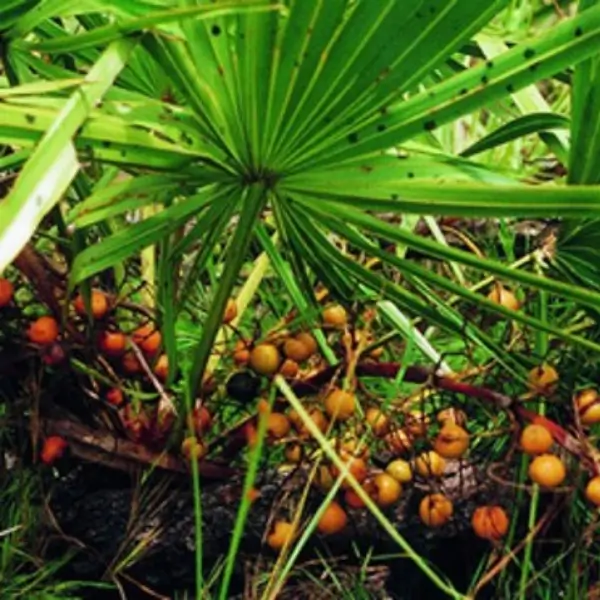fructus serenoa repens