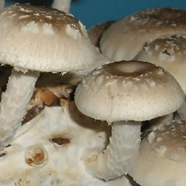 fungi lentinus edodes sing