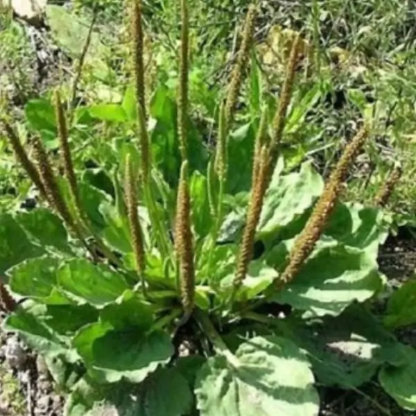 herba plantago asiatica