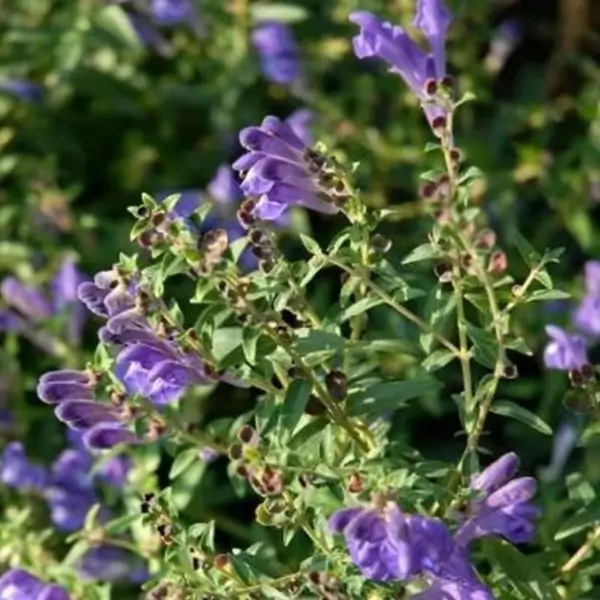 herba scutellaria barbata