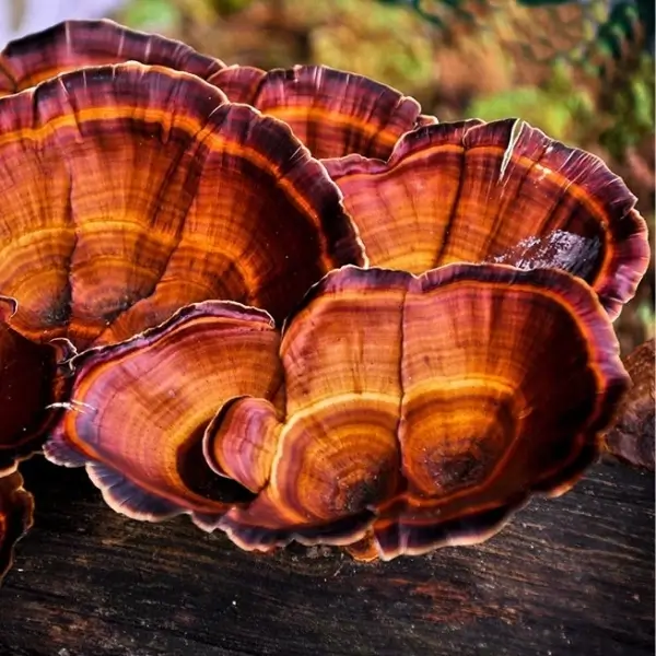 mycelium ganoderma lucidum