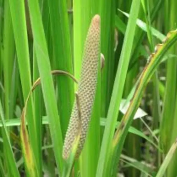 radix acorus calamus