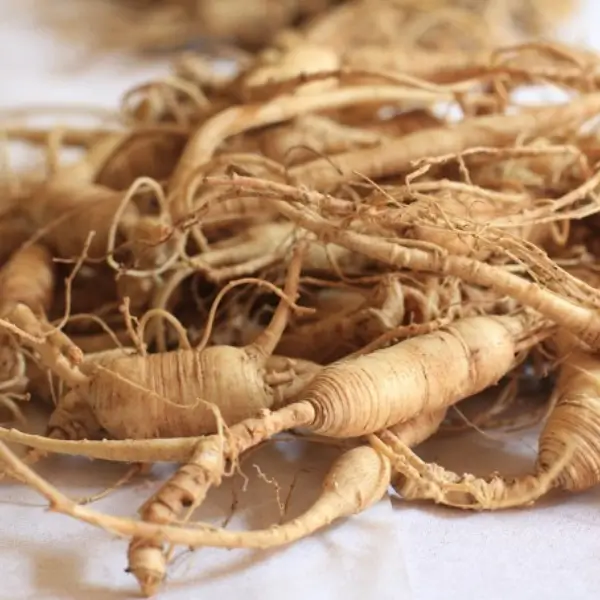 radix panax ginseng 1