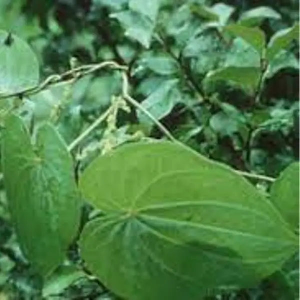 rhizoma dioscorea hypoglauca