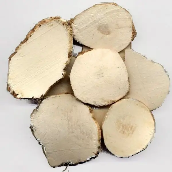 rhizoma sparganium stoloniferum