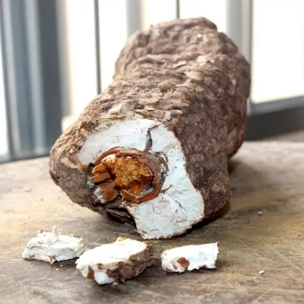 sclerotium poria cocos