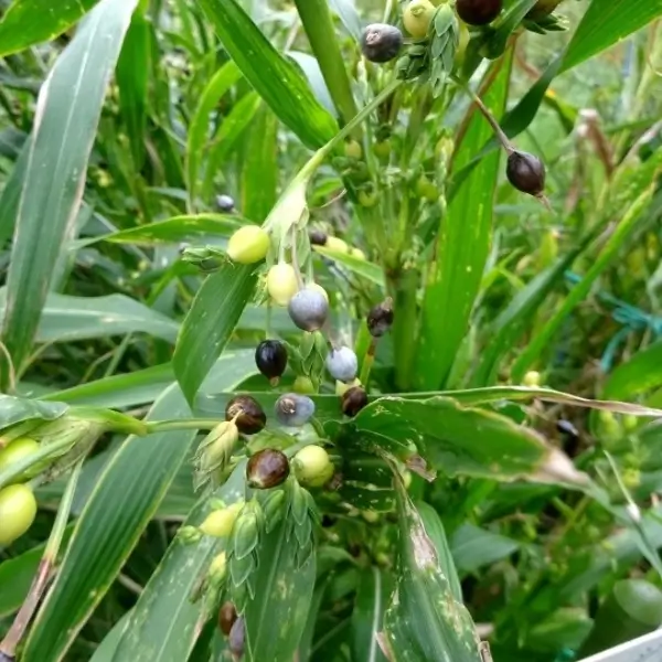 semen coix lacryma jobi