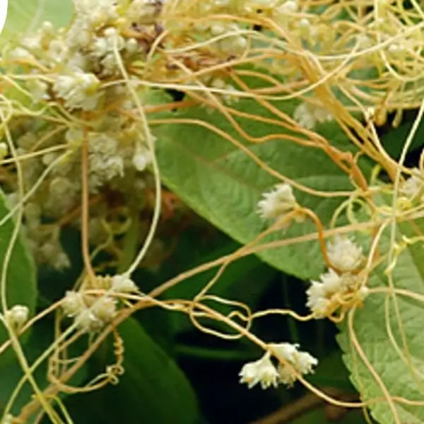 semen cuscuta chinensis