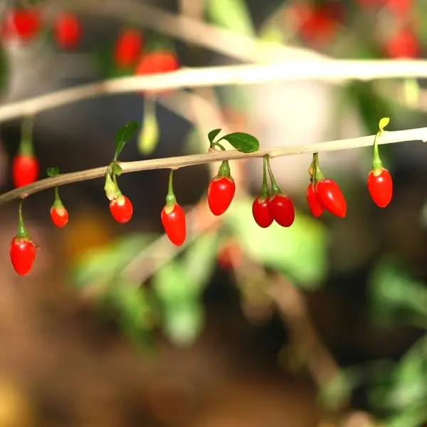 semen lycium chinense