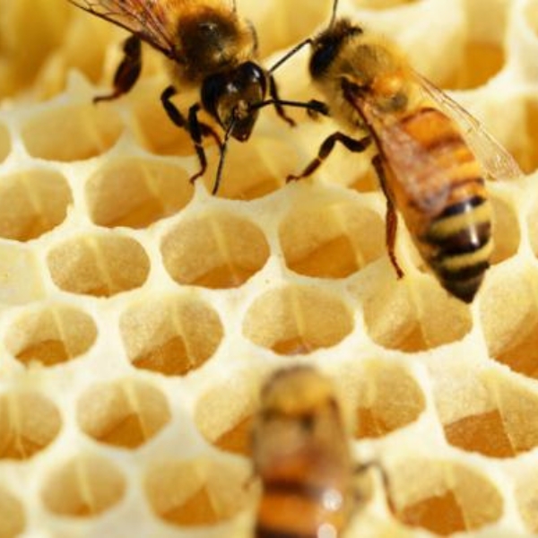 Tensonol 7 folium camellia sinesis