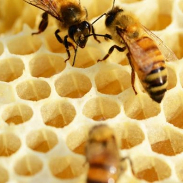 Tensonol 27 royal jelly