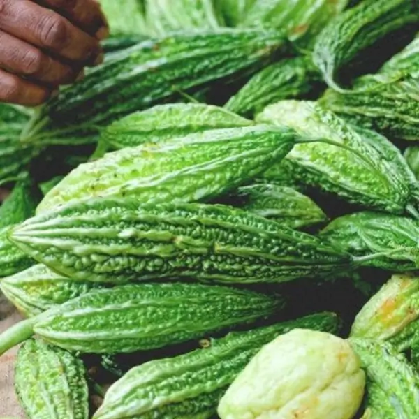 fructus momordica charantia