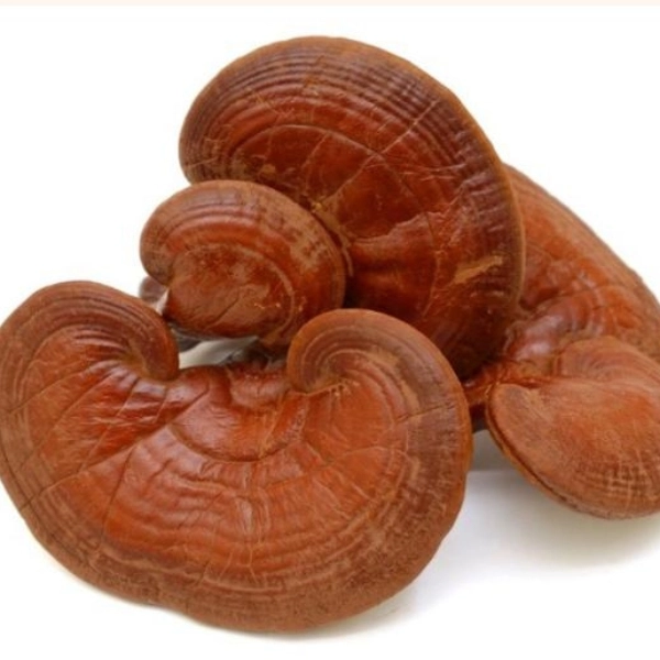 Tensonol 26 mycelium ganoderma lucidum extract