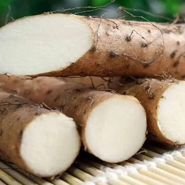 rhizoma dioscorea opposita