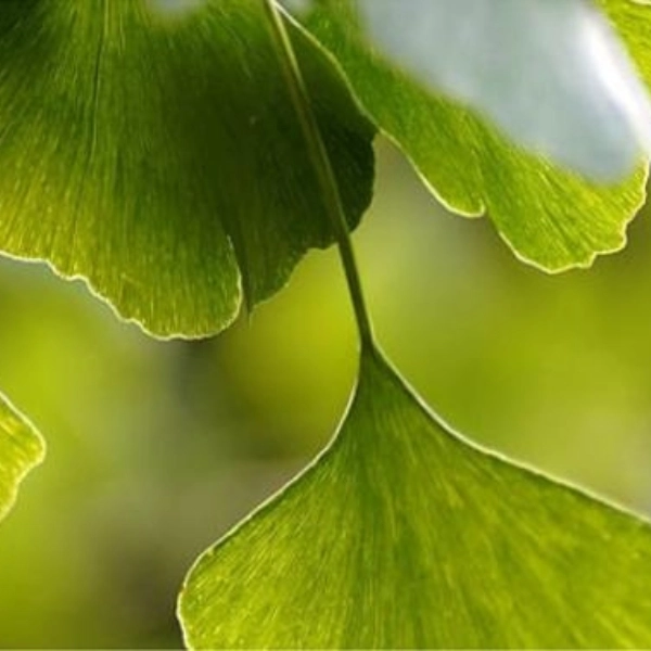 Tensonol 29 folium ginkgo biloba