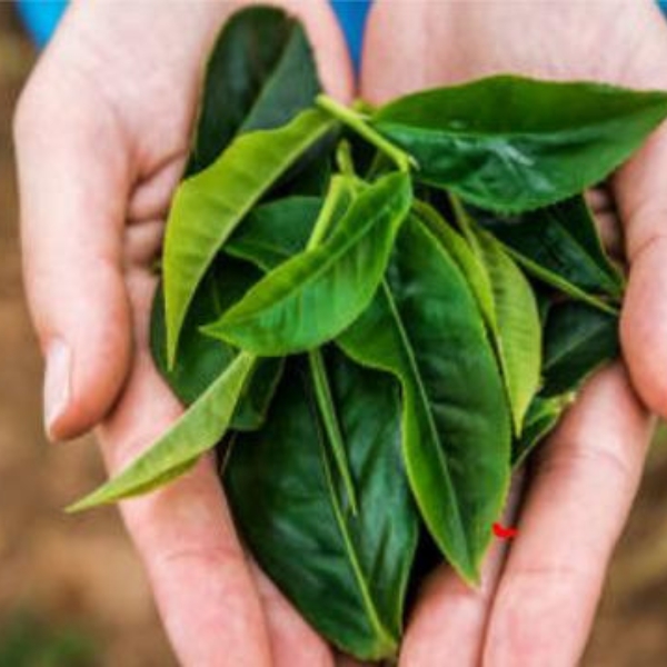 Tensonol 8 royal jelly